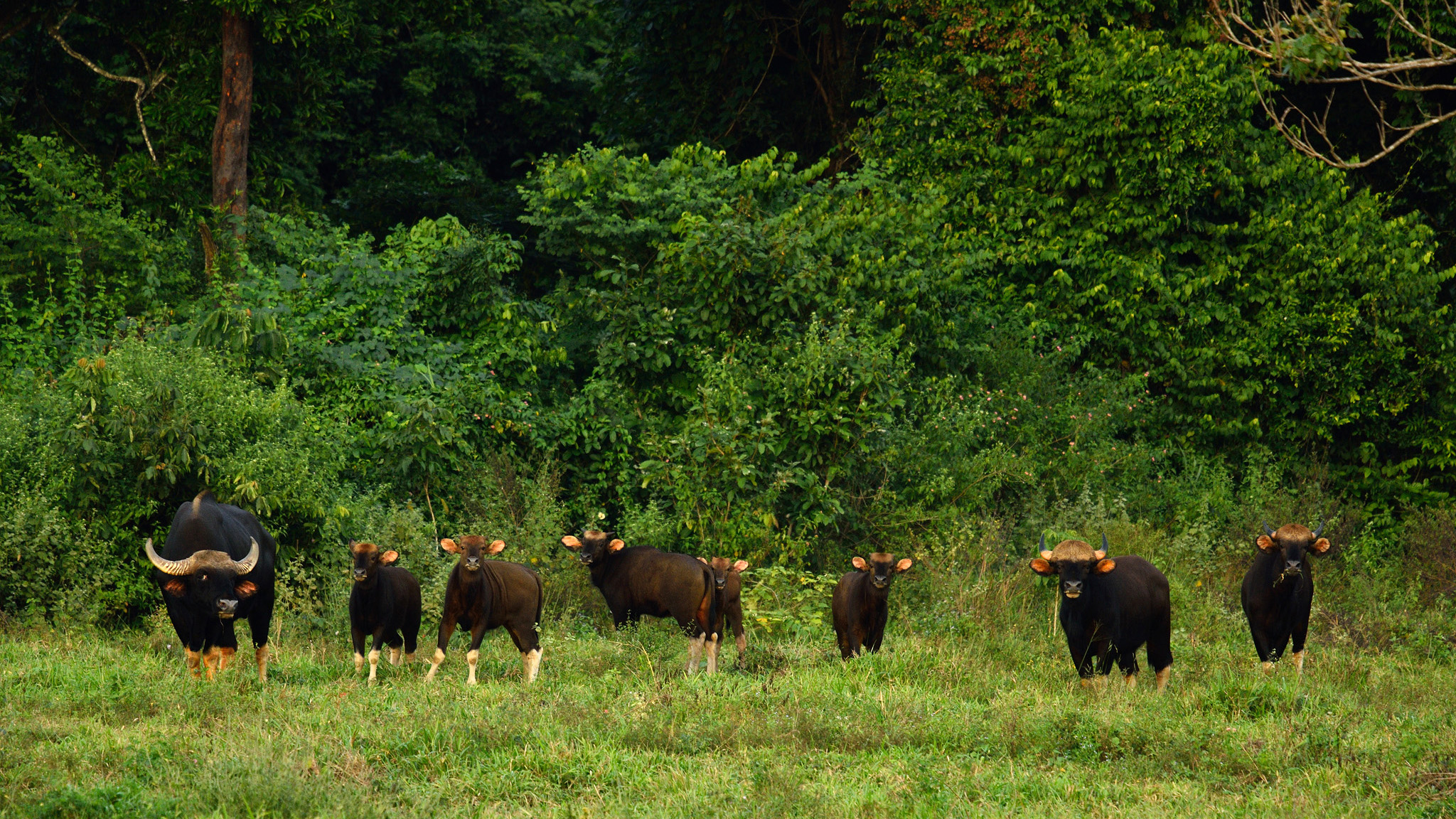 A gaur herd seen in Thailand’s Kui Buri National Park. (Tontan Travel/Wikimedia Commons)