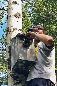 A researcher securing a nest box to a tree in Utah.