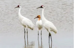 Earthwatch Expedition: Protecting Whooping Cranes and Coastal Habitats in Texas