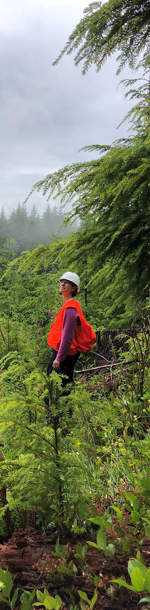 An Earthwatch volunteer standing in the Olympic State Experimental Forest