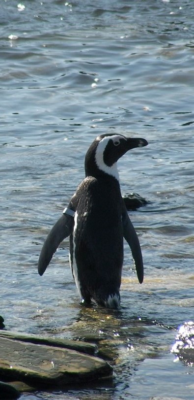 A South African Penguin going for a swim off of Robben Island