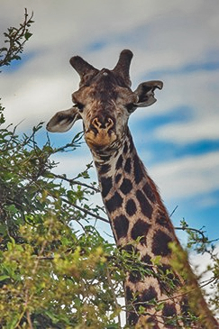 The endangered Thornicroft’s giraffe