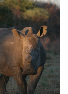 Rhino’s are disappearing. Every four hours, one rhino is killed by illegal poaching