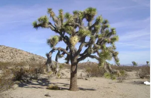Earthwatch Expedition: Saving Joshua Tree’s Desert Species