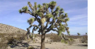 Earthwatch Expedition: Saving Joshua Tree’s Desert Species