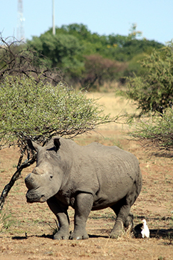 Rhino populations are declining at an alarming rate. Help scientists to understand their behavior and habitat preferences and optimize approaches to help conserve and manage rhinos in South Africa. | Earthwatch