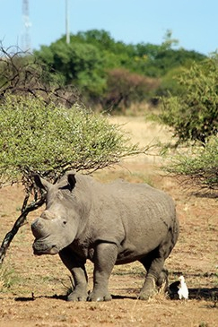 A dehorned white rhinoceros (Ceratotherium simum)