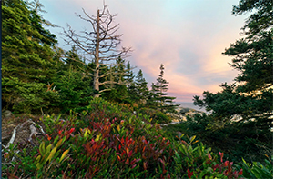 Earthwatch Expedition: Climate Change: Sea to Trees at Acadia National Park