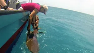 Earthwatch Expedition: Shark and Ray Conservation in Belize