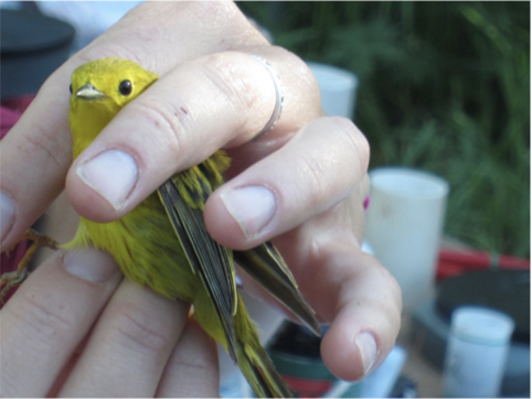 This yellow warbler was in the good hands of an Earthwatch Educator Fellow this summer.