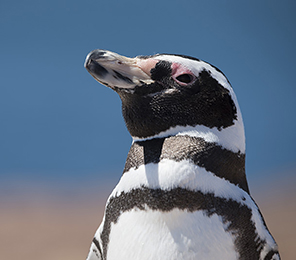 Trailing Penguins in Patagonia