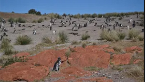Earthwatch Expedition: Trailing Penguins in Patagonia