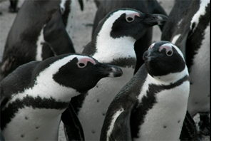 Earthwatch Expedition: South African Penguins
