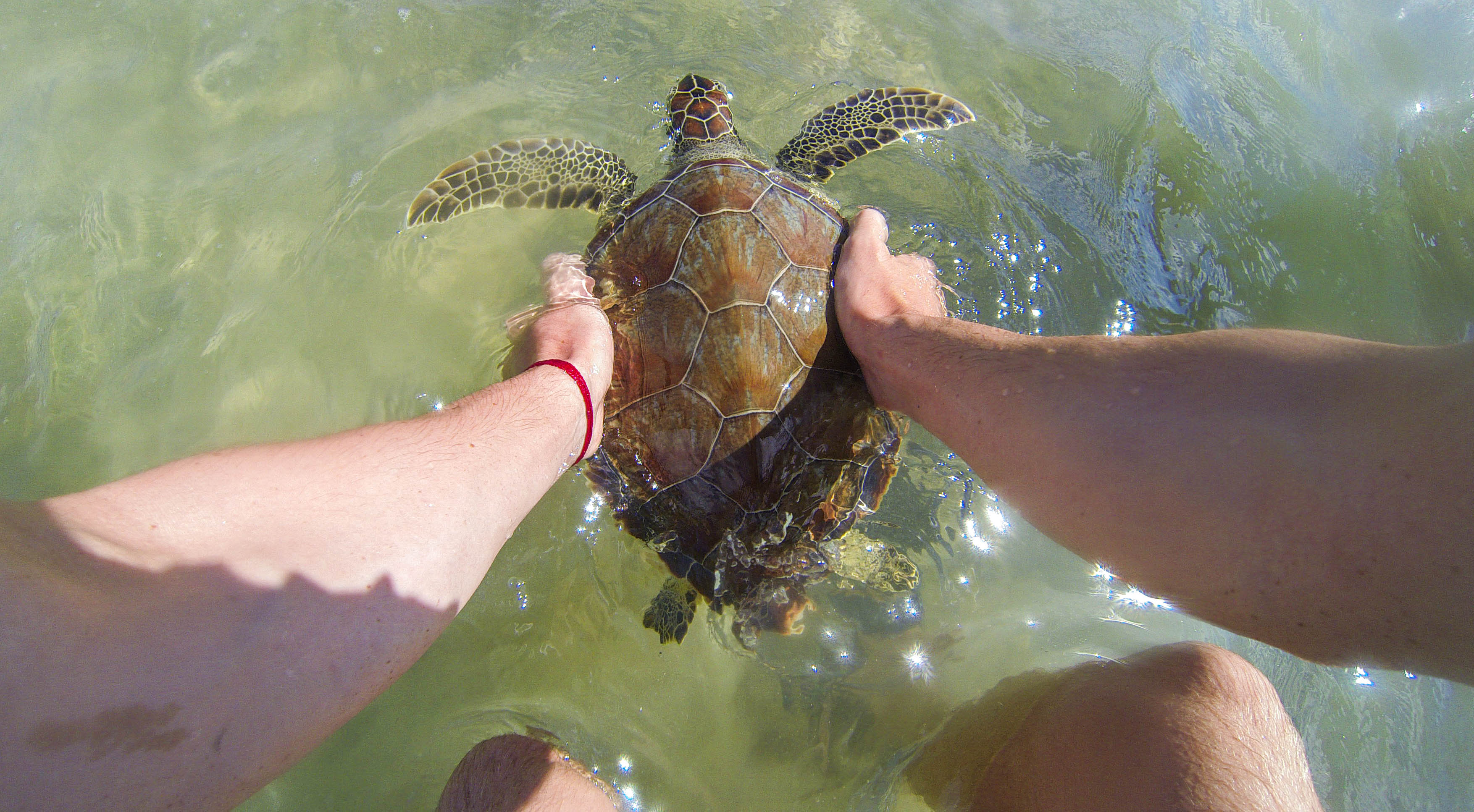 A volunteer releasing a green sea turtle