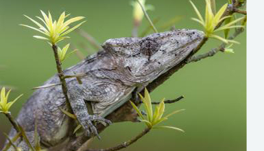 A Cuban false chameleon seen during the expedition Mapping Biodiversity in Cuba.