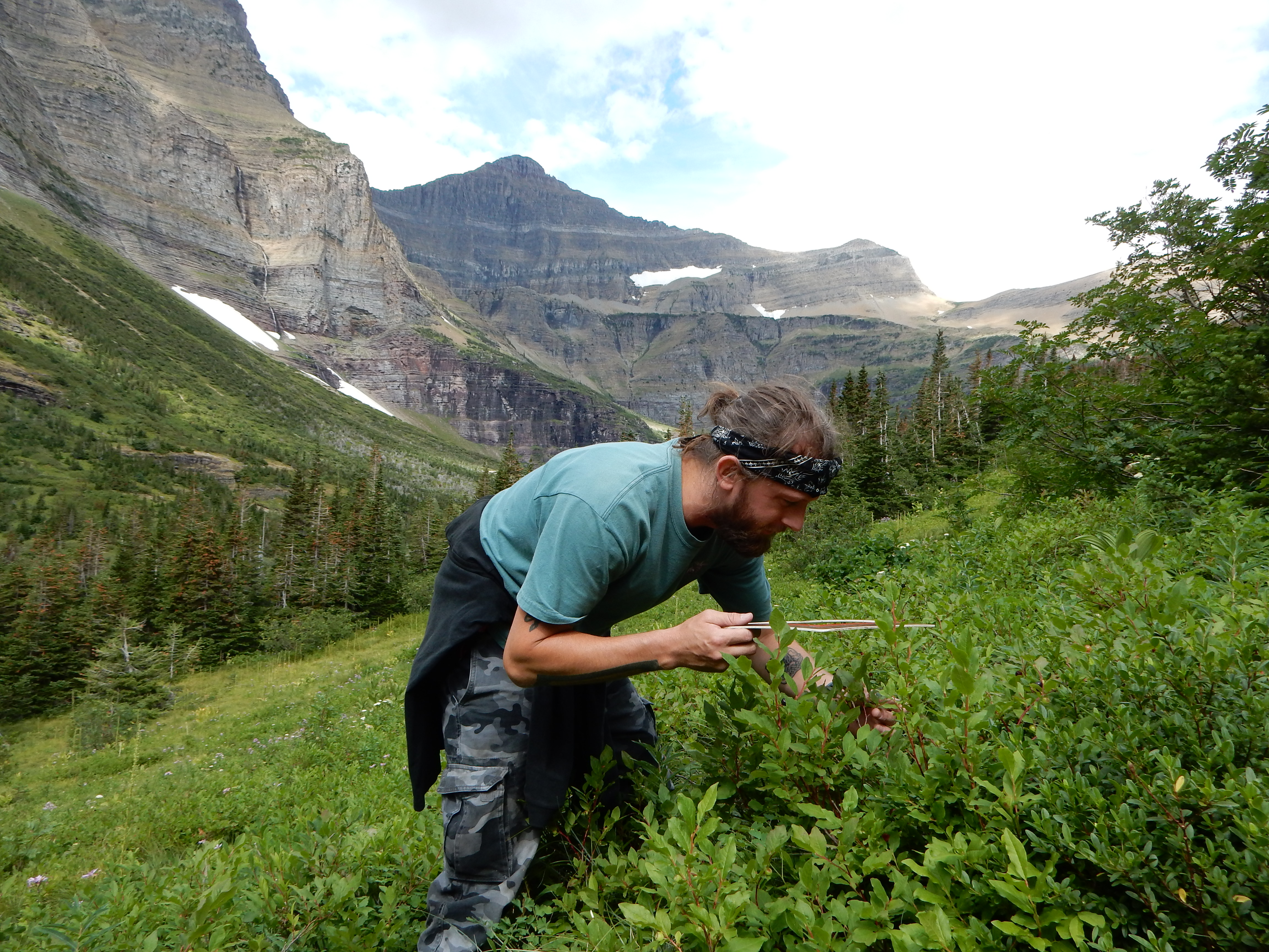 A researcher examines huckleberry plants.