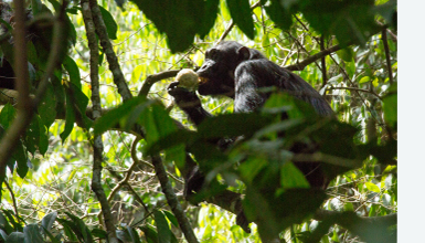 A chimpanzee eats in a tree, seen during the expedition Investigating Threats to Chimps in Uganda. (Courtesy Jeff Wilson)