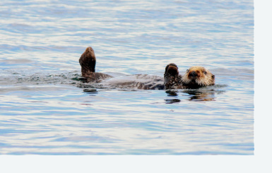 Sea Otters and Seagrass in Alaska