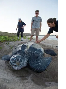 Laura studies a nesting leatherback sea turtle as two Earthwatch volunteers look on. (Photo: Carrie Lederer)