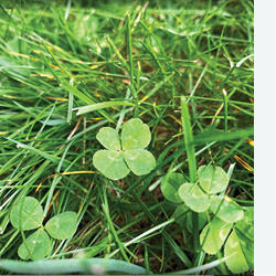 8. Look for four-leaf clovers. 