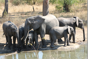 Earthwatch Expedition: Animals of Malawi in the Majete Wildlife Reserve