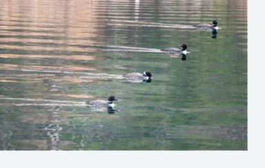 Loon Conservation in South Carolina