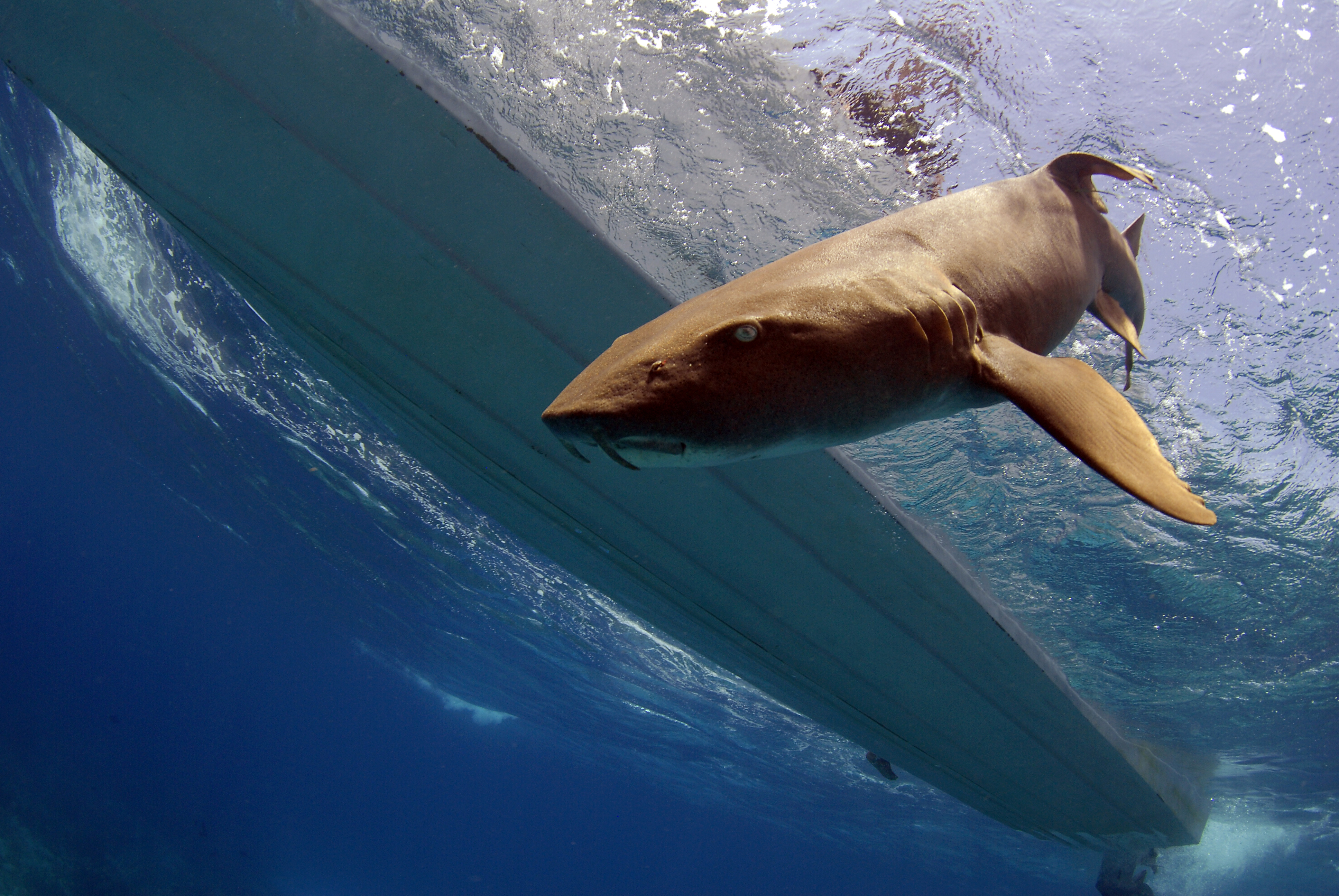 A nurse shark swims in the water near the research boat.