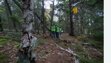 Volunteers conduct phenology fieldwork on the expedition Climate Change: Sea to Trees at Acadia National Park. (Courtesy Thomas Tepstad Berge)