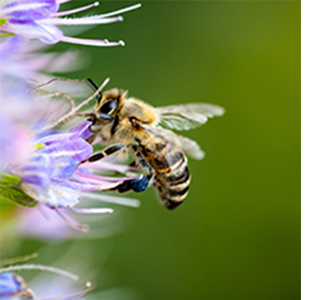 The Earthwatch course will also include guided “offline” participation in an Earthwatch citizen science project that aims to reduce the decline of pollinators around the world. 