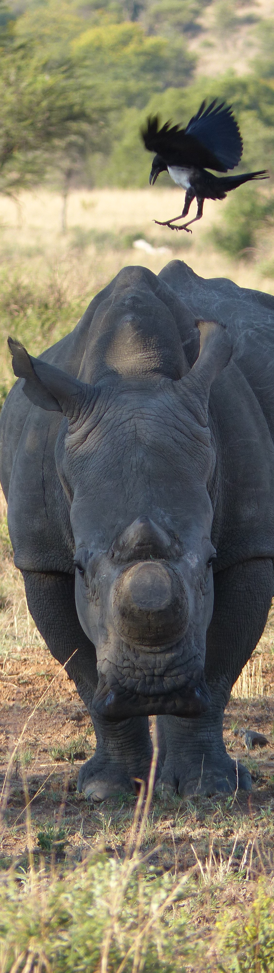 A rhino facing the camera while a bird lands on its back
