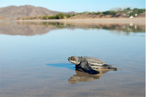 Earthwatch Expedition: Costa Rican Sea Turtles