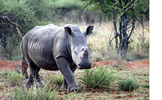 Earthwatch Expedition: Conserving Endangered Rhinos in South Africa