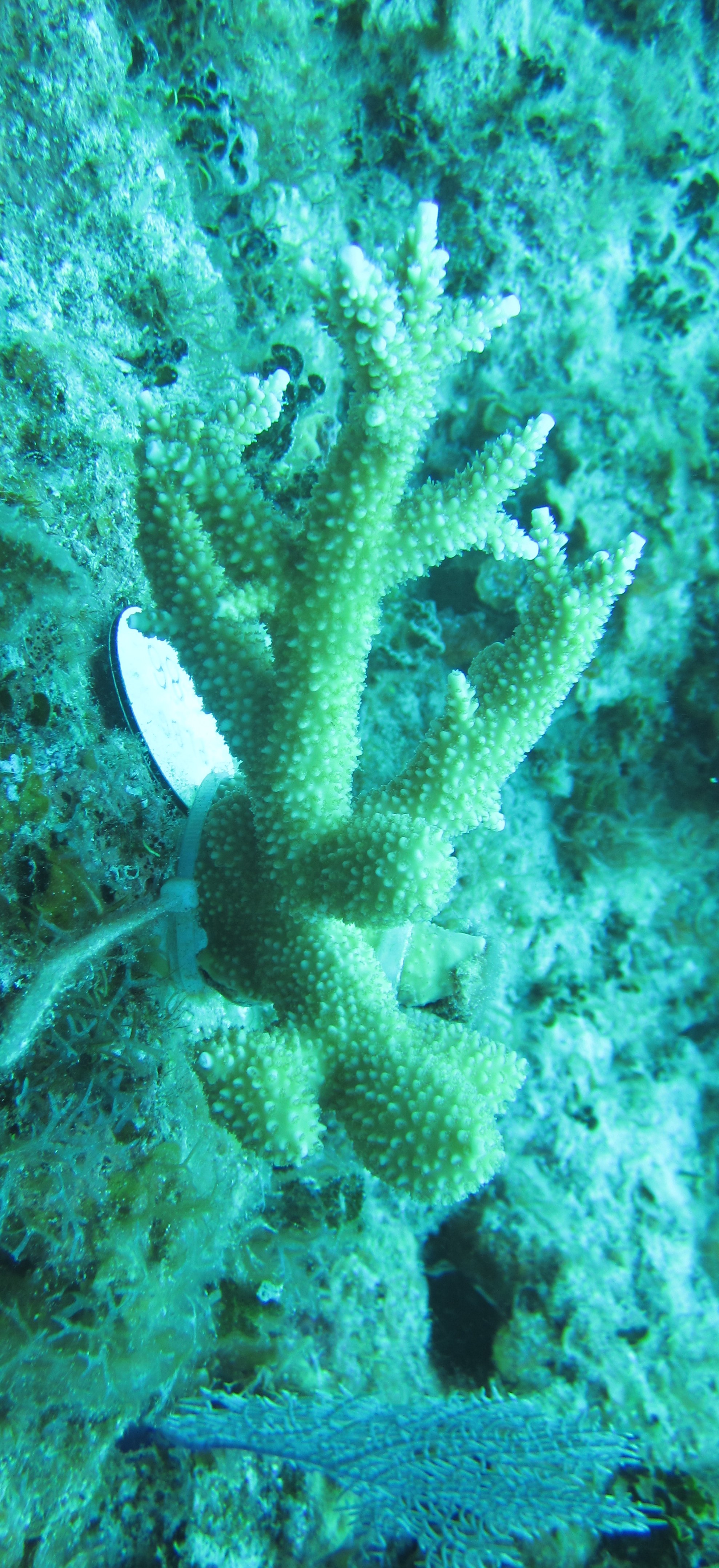 An outplanting of staghorn coral.