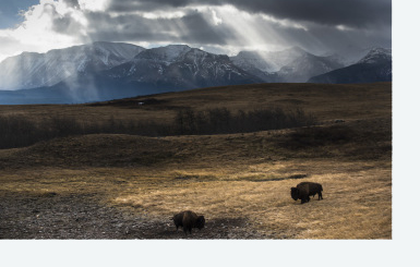 Restoring Fire, Wolves, and Bison to the Canadian Rockies