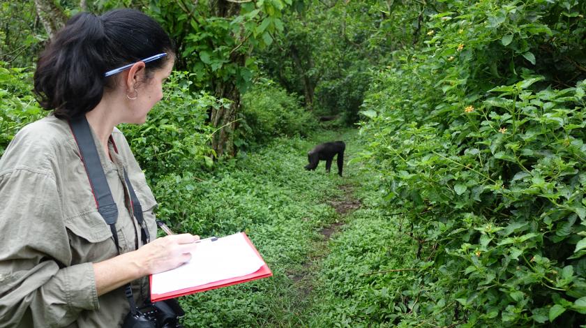 Track primates as they look for food. You'll record where they go and what fruits they eat.