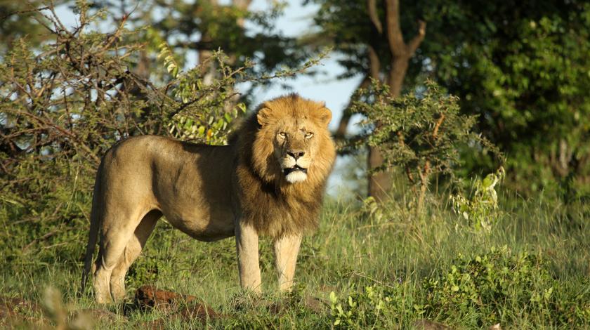 lions and their prey in kenya