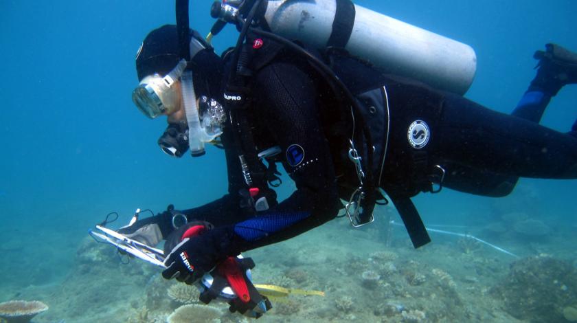 Earthwatch volunteers be scuba diving or snorkeling with researchers to actively removing algae and deploying coral recruitment (settlement) tiles.