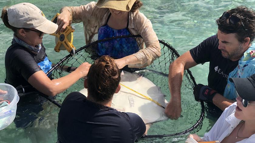 Some of the stingray workup will occur in shallow water, with Earthwatch field staff team members securely holding the animals in a large net.  | Demian Chapman