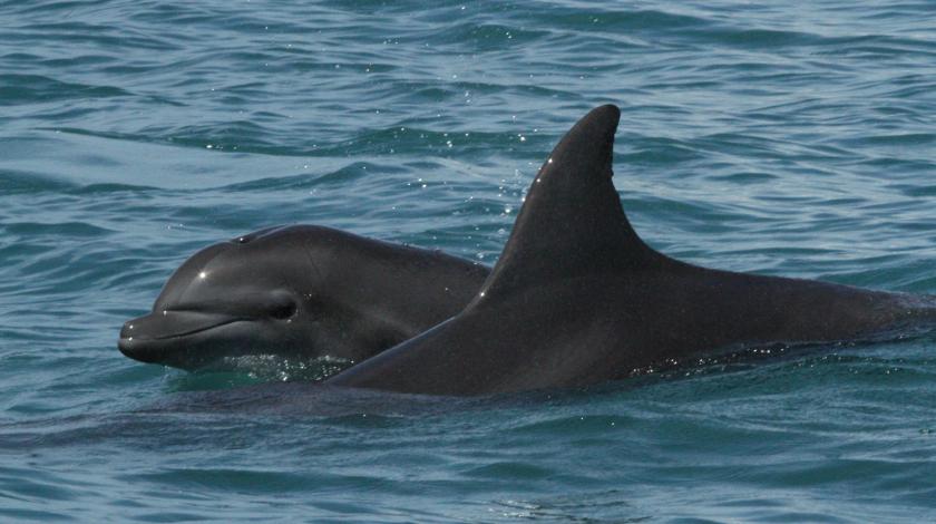 dolphins and marine mammals of costa rica