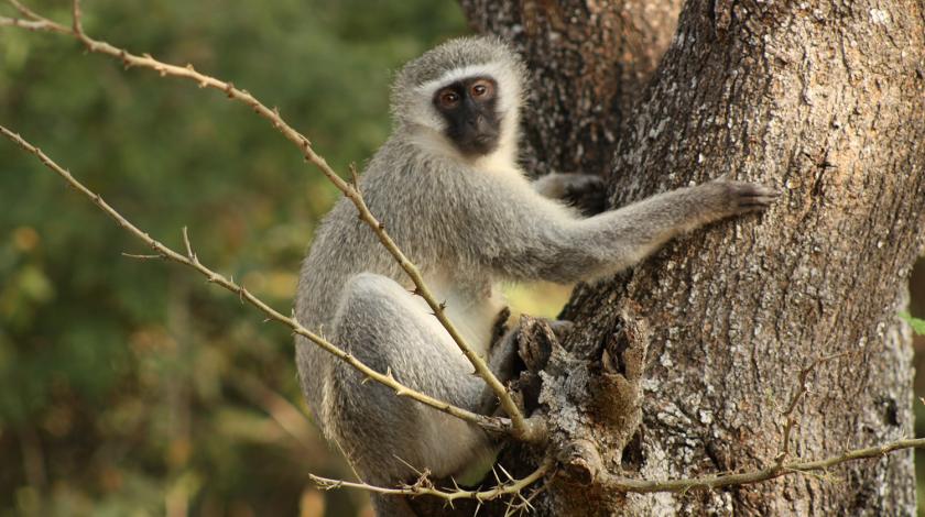 African Primate hugging a tree 