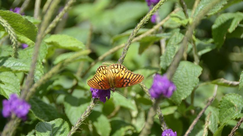A butterfly pollinates a flower