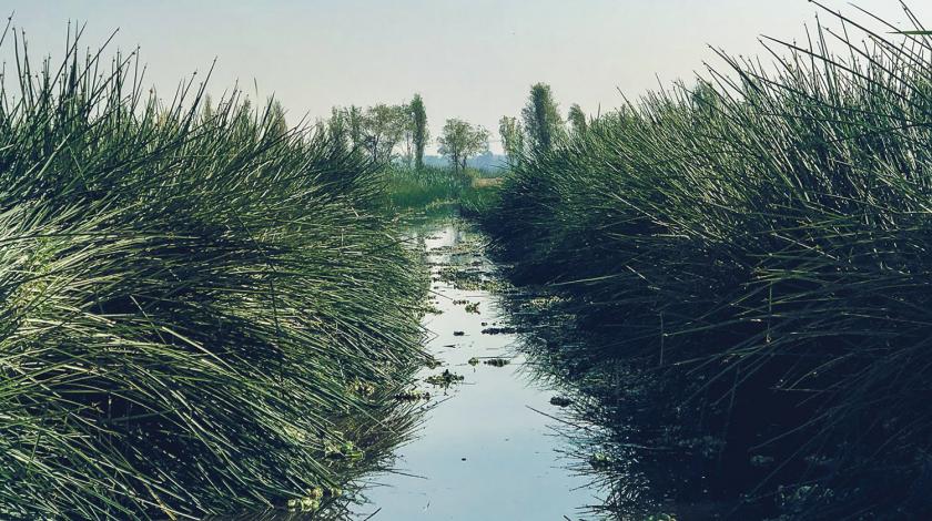 A wetland in Xochimilco, Mexico (C) Allen Au