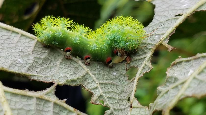 Bright green and yellow caterpillar eating a leaf