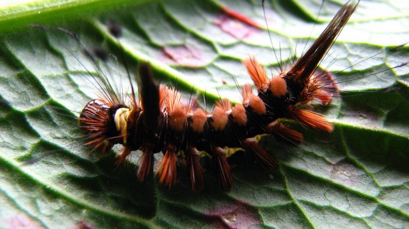 Black and orange caterpillar crawling on a leaf