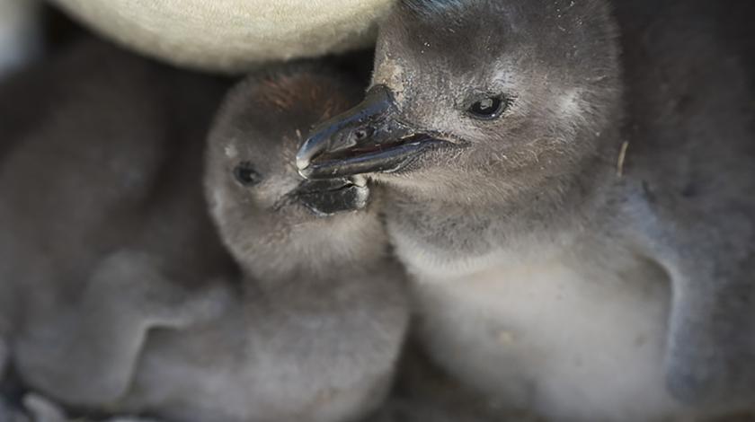 Two penguin chicks in a nest (C) Chris Linder