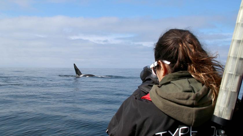 A volunteer photographs a killer whale's dorsal fin for identification (C) Filipa Samarra
