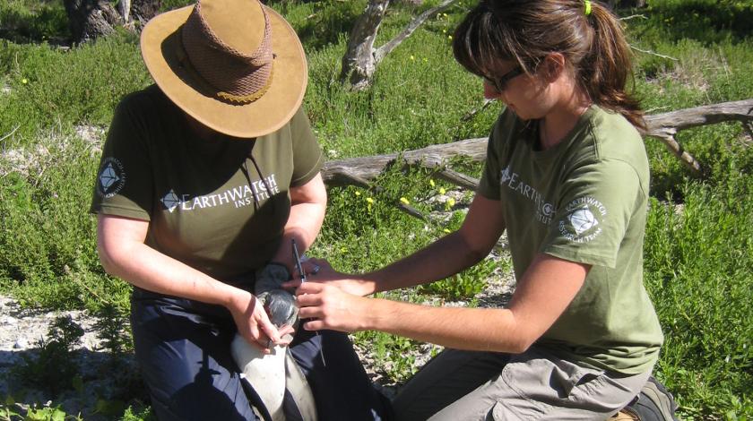 Earthwatch volunteers collect data on an African penguin (C) Caroline Edgar