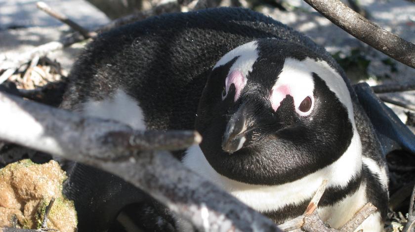 South African Penguins | Earthwatch