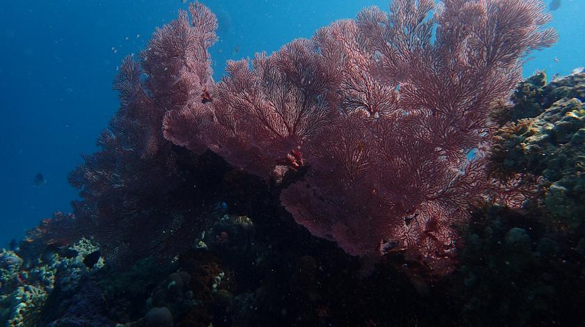 A sea fan coral (C) Earthwatch Australia