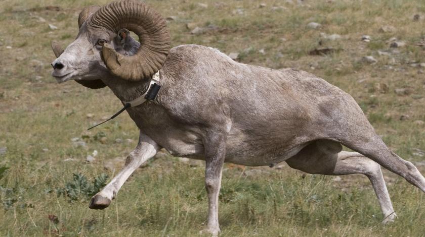 A tagged Argali mountain sheep is released (C) Dave Kenny